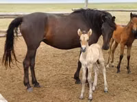 فرس, Mugalzhar horse — الصورة 3