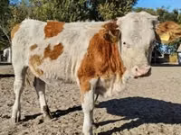 Kuh, Ungarische Graue Rasse — Foto 6
