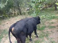 Bulle, Rote hornlose Kuh — Foto 6