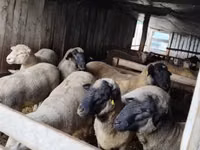 Widder, Ile-de-France sheep — Foto 2
