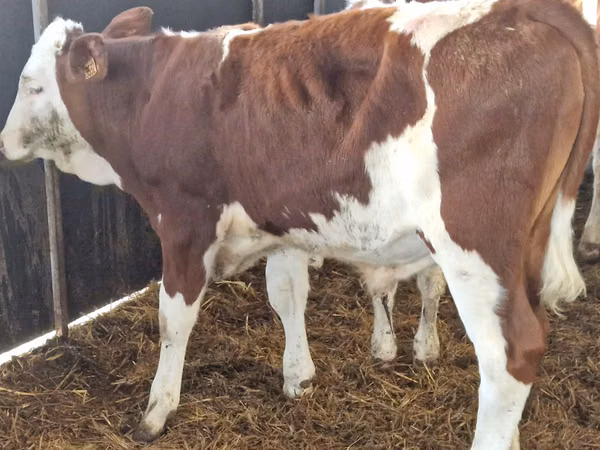 Rinder (Partie, Geschlecht nicht angegeben), Simmental cattle