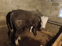 Bulle, Kasachische Weißkopfkuh — Foto 1