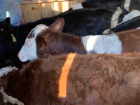 أبقار (دفعة، الجنس غير محدد), Simmental cattle — الصورة 4