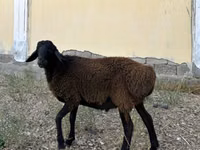 Carnero, Ovejas — foto 1