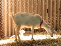 Cabras (lote, sexo no especificado), Pomellata goat — foto 8