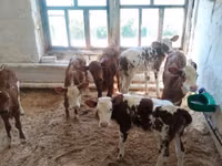 公牛, Danish Red Cow — 照片 3