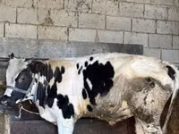 Toro, Russian Black pied cattle — foto 3