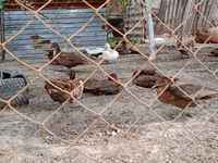 Hausente — Foto 5