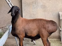 Widder, Hissar sheep — Foto 2
