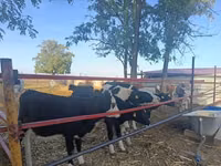 Kuh, Russian Black pied cattle — Foto 5