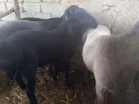 Widder, Rhon sheep — Foto 3