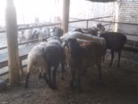 Widder, Arabi sheep — Foto 6