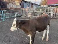 गाय, Russian Black pied cattle — फ़ोटो 4