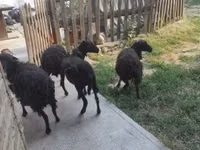 Oveja, Ouessant sheep — foto 2