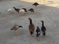 मेलीन — फ़ोटो 1