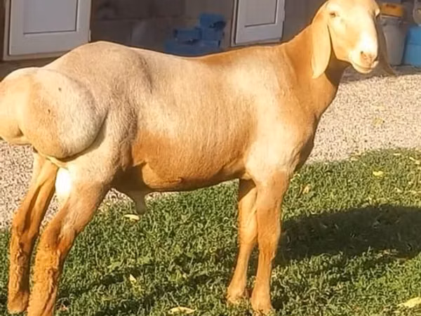 Qoʻchqor, Arashan sheep