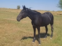 Caballo, Standardbred — foto 7