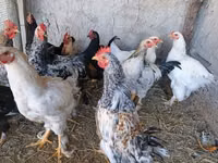 Chickens — Foto 5