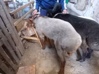 كبش, Rhon sheep — الصورة 2