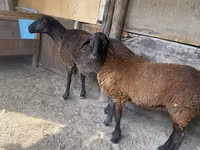 Schaf, Karakul sheep — Foto 1