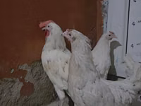 Chickens — 3-rasm