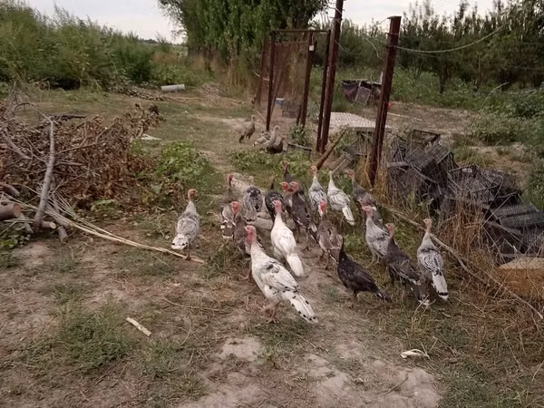 Turkeys — Kirgisistan