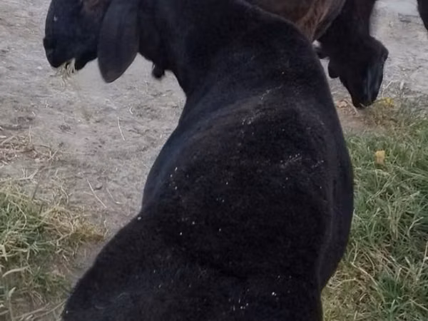 كبش, Hissar sheep