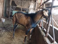 Cabro, Cabras — foto 1
