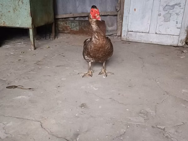 pato criollo doméstico