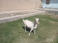 Ziege, Saanen goat — Foto 4