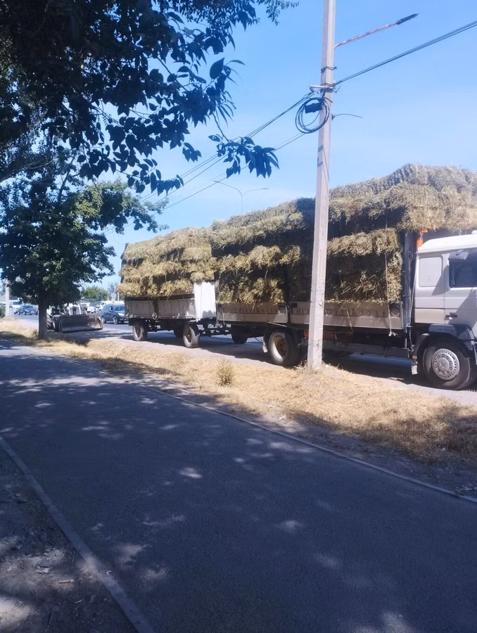 Продаю Сено разнотравье клевер тюки оптом с доставкой цена за тюк