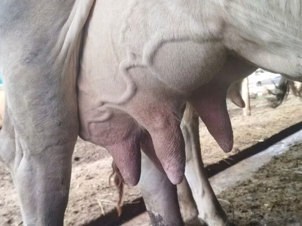 Kuh, Swiss cattle