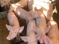 Schweine (Partie, Geschlecht nicht angegeben), Schweine — Foto 1