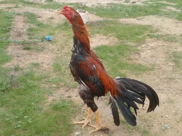 Chickens