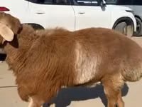 نعجة, الأغنام — الصورة 4