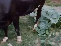 गाय, Russian Black pied cattle — फ़ोटो 3