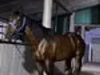Айғыр, Arabian horse — 5-сурет