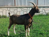 Cabra, Toggenburg goat — foto 3
