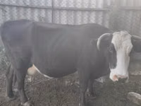 Vaca, Simmental cattle — foto 7