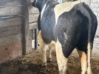 بقرة, Russian Black pied cattle — الصورة 2
