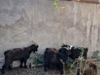Ziegenbock, Ziegen — Foto 5