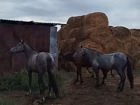 Horse (M), Horse breed — photo 4