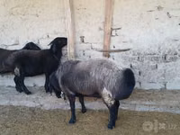 Widder, Edilbay sheep — Foto 3