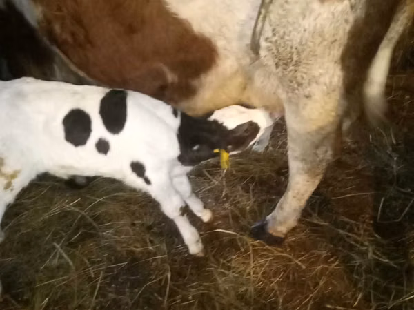 公牛, Holstein breed — 哈萨克斯坦
