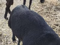 Qoʻchqor, Hissar sheep — 2-rasm