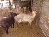 Ram, Rhon sheep — photo 1
