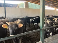 Bulle, Swiss cattle — Foto 1