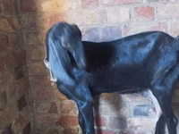Ziege, Nubian Goat — Foto 2