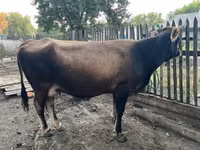गाय, Latvian Blue cattle — फ़ोटो 3