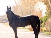 Hengst, Thoroughbred horse — Foto 4